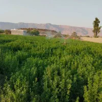 کاه  یونجه