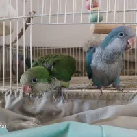 جوجه راهب