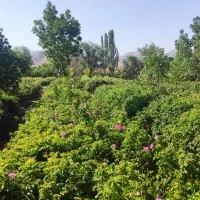 فروش زمین کشاورزی روستای ازوار کاشان|فروش دفتر صنعتی، کشاورزی، تجاری|برزک, |دیوار