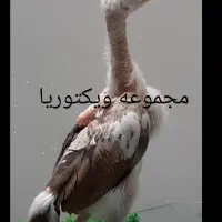 تخم نطفه دار جوجه مولد لاری برهما ویاندوت ارولوف