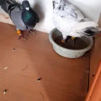 کبوتر|پرنده|دشتابی, |دیوار