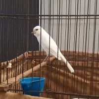 قناری ماده آماده اماده