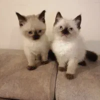 توله سیامی اصیل و کاملا خالص|گربه|قائمشهر, |دیوار