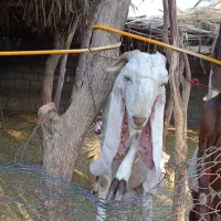 گوسفند|حیوانات مزرعه|اسماعیلی, |دیوار