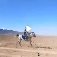 اسب|اسب و تجهیزات اسبسواری|زنجان, |دیوار