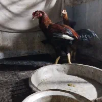 مرغ خروس لاری