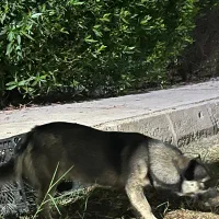 سگ پیدا شده