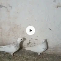 کبوتر|پرنده|دیواندره, |دیوار