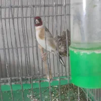 سهره نر|پرنده|قدس, شهر‌قدس|دیوار