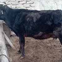 گاو سمیتال فروشی