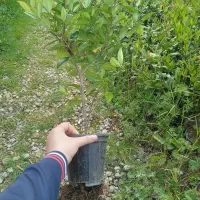 فروش یاس هلندی گلدان ۳