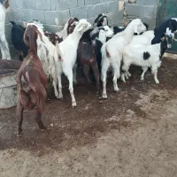 گوسفند و بز