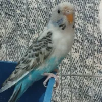 مرغ عشق‌|پرنده|شیروان (خراسان), |دیوار