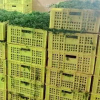 سبزی پاک شده و شسته شده|خوردنی و آشامیدنی|تهران, میدان میوه و تره‌بار مرکزی|دیوار