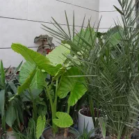 حراج انواع گل و گیاه