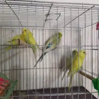 مرغ عشق رنگ خاص|پرنده|سنقر, |دیوار