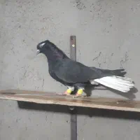 دم سفید ماده|پرنده|تاکستان, |دیوار