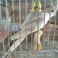 فروش عروس هلندی|پرنده|برازجان, |دیوار