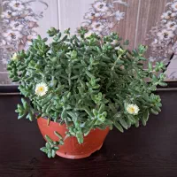 گل وگیاه طبیعی