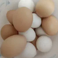 تخم مرغ نطفه دارگلین