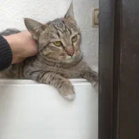 گربه|گربه|تهران, شهید رجایی|دیوار