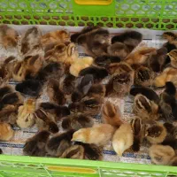 فروش تعداد محدود جوجه گلپایگان