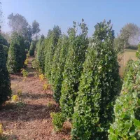 گل . یاس هلندی قیچی خورده زمینی|گل و گیاه طبیعی|شیرود, |دیوار