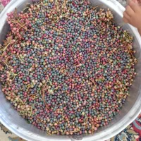 پسته کوهی