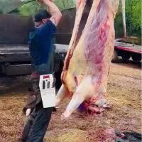 طهران دام     فروش ویژه گوسفند زنده