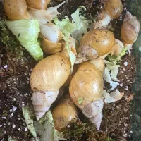 حلزون آلوبینو|خزنده|نجفآباد, طالقانی|دیوار