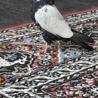 کبوتر سینه ای