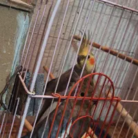 عروس هلندی|پرنده|هشتگرد, شهرک پارسیان|دیوار