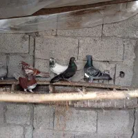 کبوتر،کفتر