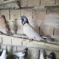 کبوتر|پرنده|بروجرد, |دیوار