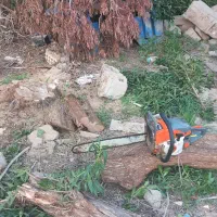 برشکار درخت و خریدار چوب