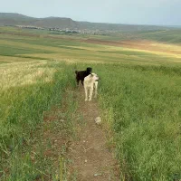 سگ گمشده|سگ|گرمی, |دیوار