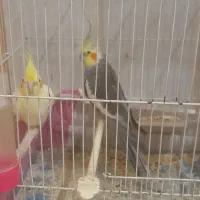 یک جفت عروس هلندی بشرط تخم جوجه معاوضه با کفتر|پرنده|مشهد, نوید|دیوار