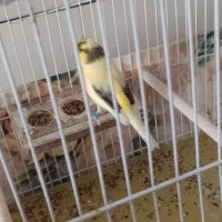 قناری نر ابلغ گلاستر تن نخورده درشت و خونگی|پرنده|آران و بیدگل, |دیوار