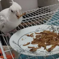 تولید و عرضه مستقیم کرم میلورم(اولین بار در منطقه)|خزنده|مراغه, |دیوار