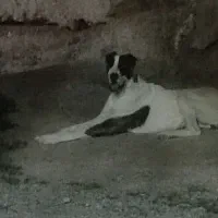 سگ سرابی|سگ|فریمان, |دیوار