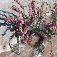 زمین کشاورزی|فروش دفتر صنعتی، کشاورزی، تجاری|بیرجند, |دیوار