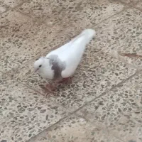 چند عدد کبوتر