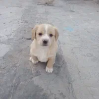 واگذاری         توله سگ پاکوتاه گلدن ریوتور