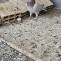 کبوتر|پرنده|شال, |دیوار