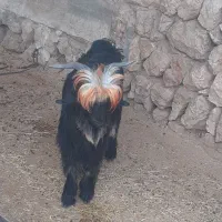 سه ‌بیگ‌نر  تخمی اصلی|حیوانات مزرعه|ایذه, |دیوار