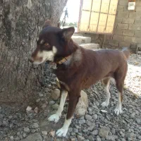 سگ پاکوتاه نگهبان