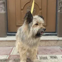 سگ شیتزو تریرر واگزاری