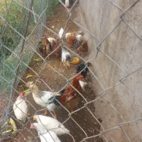 خروس نیمچه محلی