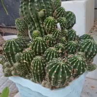 گل سانسوریا یوکا کاکتوس|گل و گیاه طبیعی|بندر گناوه, |دیوار