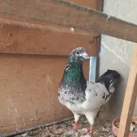 کبوتر|پرنده|مشکیندشت, |دیوار